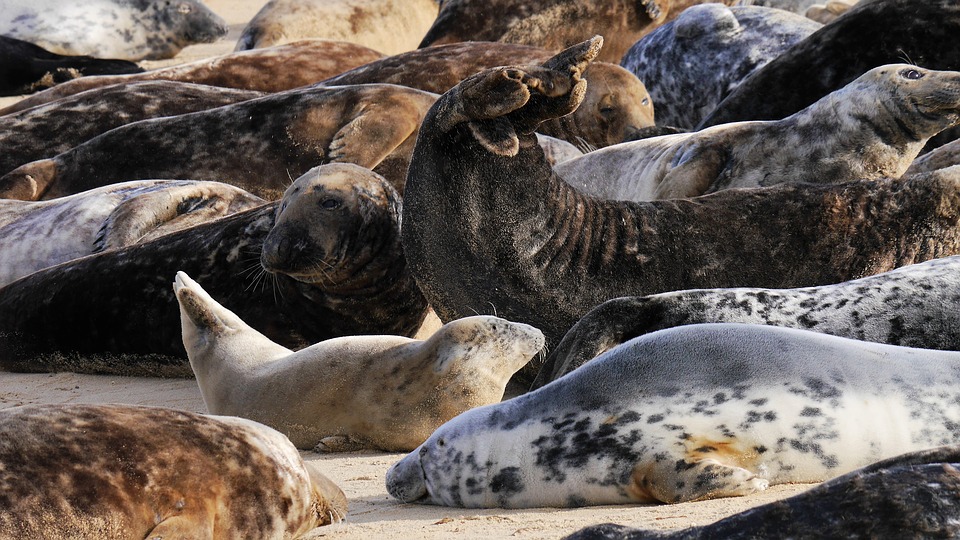 See the seals in Thanet!