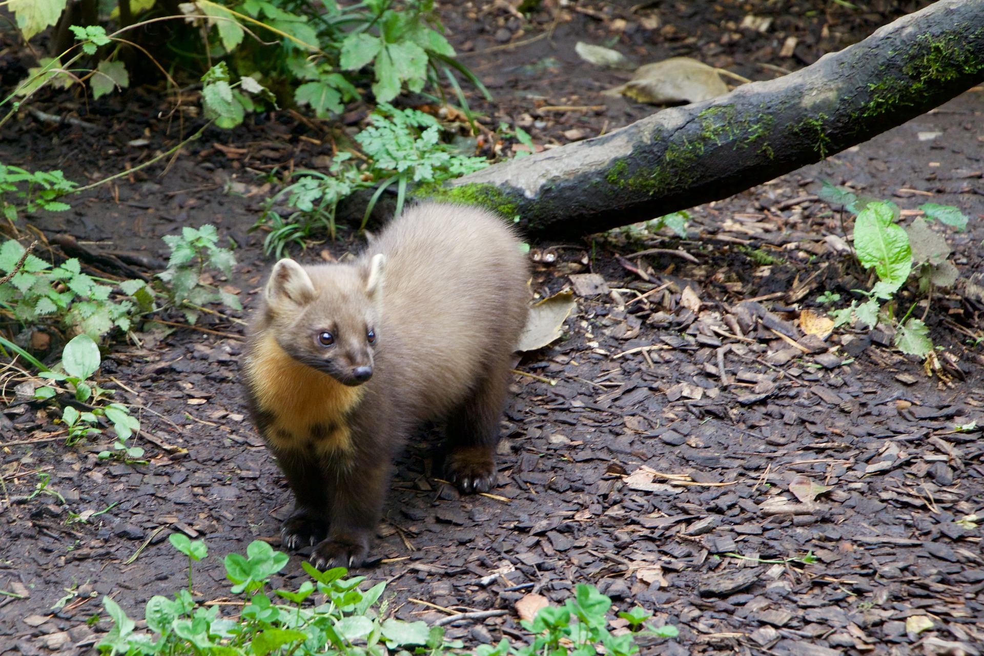 RARE PINE MARTEN DISCOVERED IN BROADSTAIRS