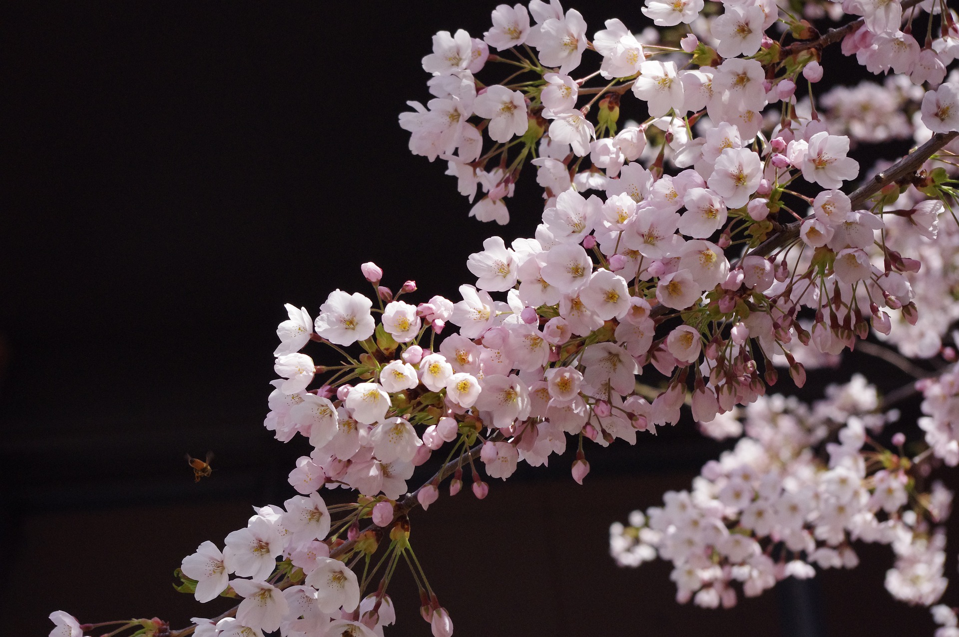 SHOOTING STARS UNDERNEATH THE CHERRY TREE